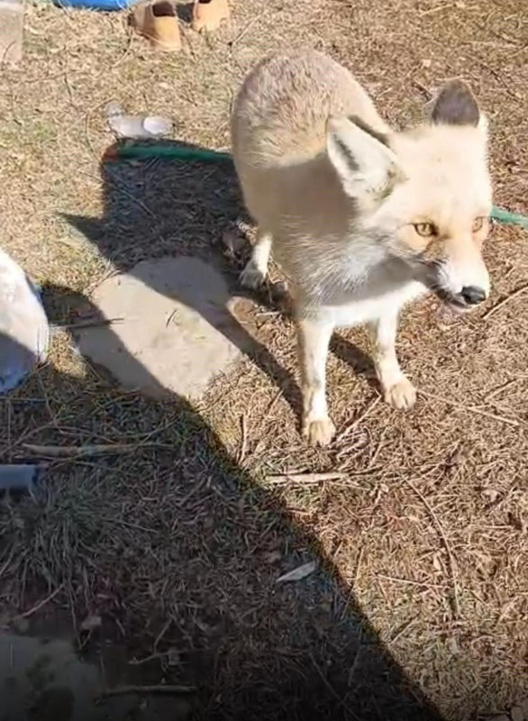 Bayburt'ta vahşi hayvanı her gün kapısının önüne kadar geliyor. Onu elleri bile titremeden besliyor! - Resim: 2