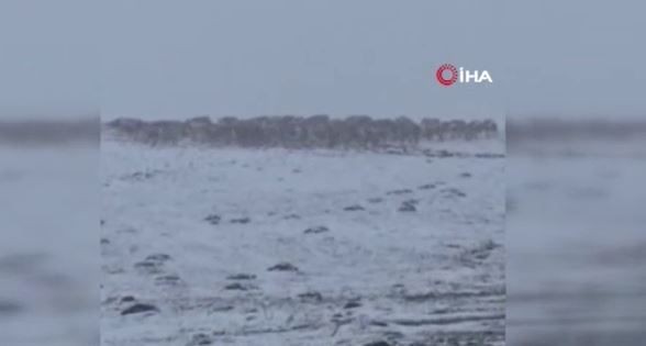 Ardahan'da köyden 100'lerce inek ile yola çıkan çoban, dağda sürpriz bir manzara ile karşılaştı. 100'lerce inek kaçacak yer aradı - Resim: 3