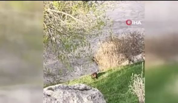 Erzurum'da nehirde 1 tanesi aniden ortaya çıktı. Onu gören balıklar kendilerine kaçacak yer ararken hayvanın bir hareketi dikkat çekti - Resim: 4