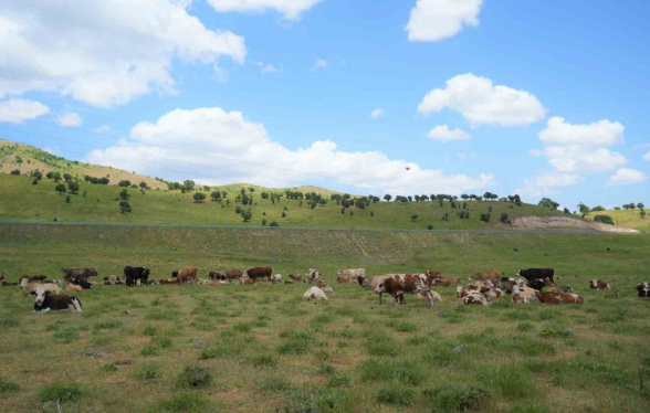 Muş'ta 10.000'lerce koyunun olduğu yerden Türkiye'ye resmen korkunç haber geldi. 1.000.000 krizi patladı çobanlara isyan başladı - Resim: 1