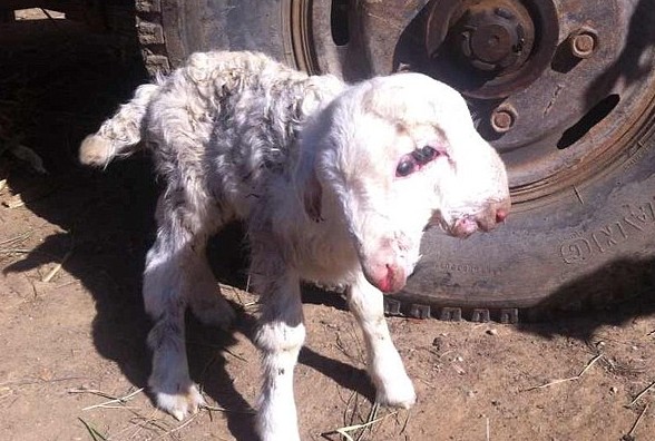 Çiftçi ahırına girip 1 tane hamile koyununa bakmak istediği sırada karşısında 1 tane koyunu gördü ama ondan 2 taneyi fark edince resmen titredi - Resim: 3