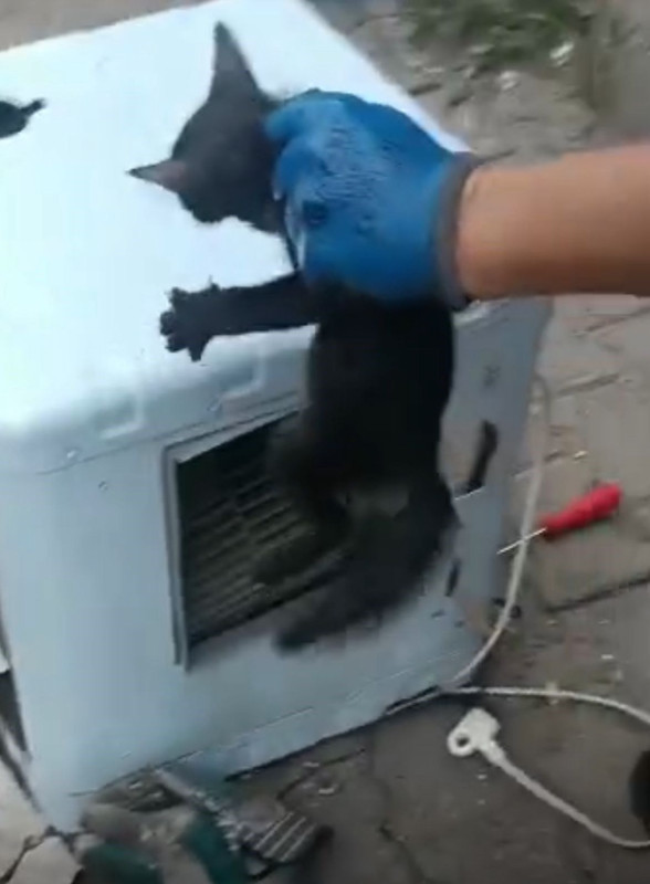 Batman’da çalışan klimadan garip sesler geldi, içinden çıkan canlı görenleri şaşırttı - Resim: 1