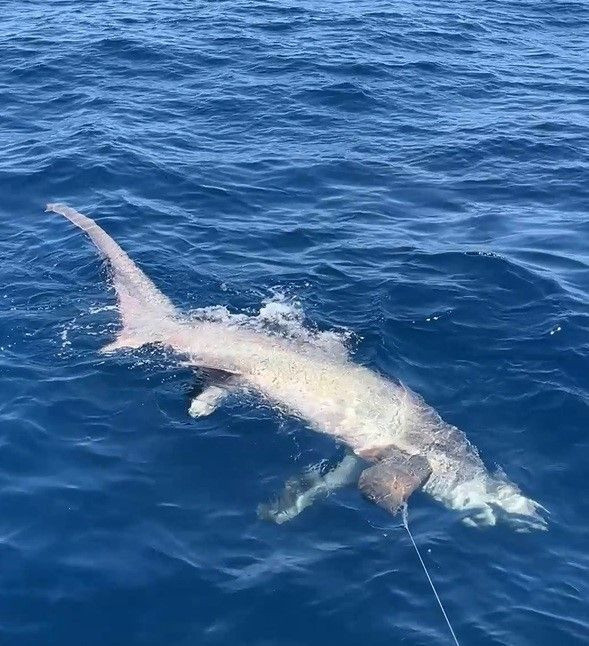 Gökçeada açıklarında dev gölge yaklaştı… 6 metrelik canlı oltaya takıldı, sonra serbest bırakıldı - Resim: 2