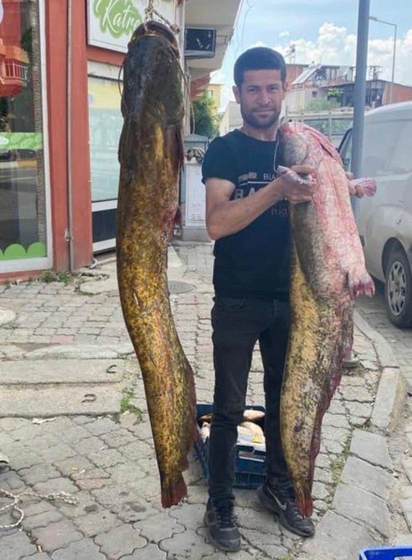 Aydın'da sezonu kapatan balıkçılar korkunç gerçeği açıkladı. Hem sayıları giderek azalıyor, hem de boyutları küçülüyor. Nedeni de belli - Resim: 1