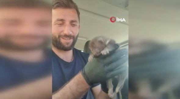 Sakarya'da ekipler 1 tane hayvanla ilgili ihbar üzerine bölgeye gitti. Ekipler ilk bölgeye vardıklarında 1 tane hayvana bakınca gözlerine inanamadı - Resim: 1