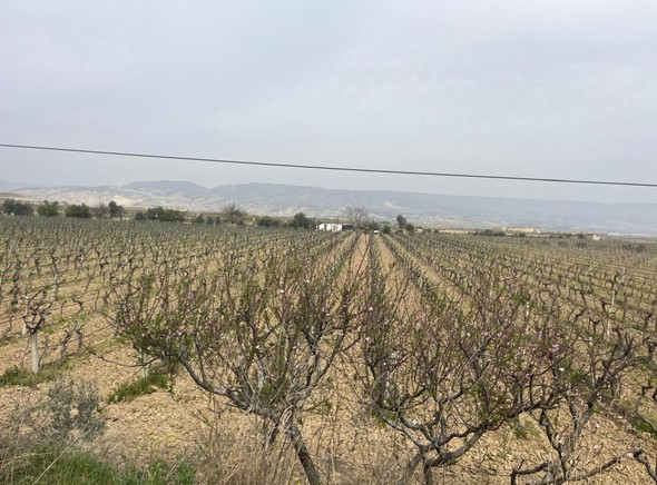 Denizli'de 60.000 hektarlık alanda çalışmalar sona erdi. Erken gelen bahar ile birlikte dallar uyanmaya başladı - Resim : 2