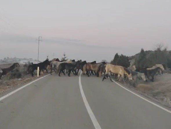 Kütahya'da sabah işe giden bir vatandaşı önüne sürü halinde çıktılar... 1 tane 2 tane değildi. Hayvanların sayısını sayamadı bile - Resim: 3