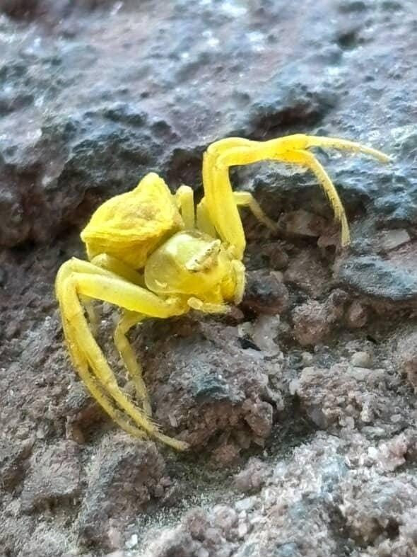 Yaşadığına dair kanıt yoktu. Elazığ’da bir anda ortaya çıktı... Kamufle olarak avlanan hayvan görenleri şaşırttı - Resim: 2