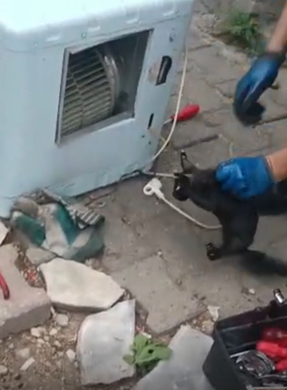 Batman’da çalışan klimadan garip sesler geldi, içinden çıkan canlı görenleri şaşırttı - Resim: 2