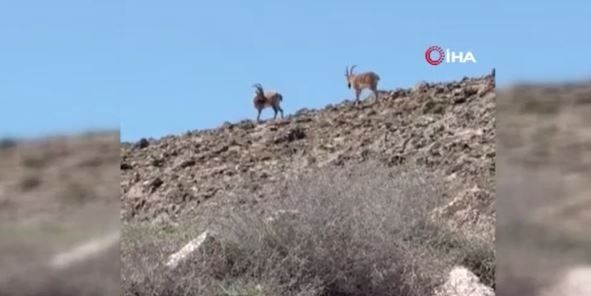 Elazığ'da doğada 2 tanesi birden ortaya çıktı. Dokunmak isteyenler tanesi başına 660.000'i hazırlayacak - Resim: 3