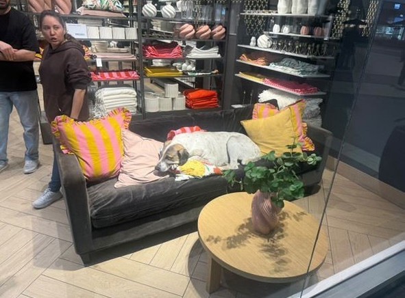 AVM'de korku dolu anlar! 3 yaşındaki Elif'e mağazada köpek saldırdı: O anlar kamerada - Resim : 2