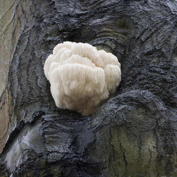 Doğada nadiren görülüyordu! Ormanda buldu, evin balkonunda yapıp 3 bin TL'den satıyor - Resim: 2