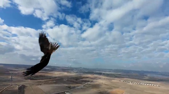 Bursa'da arazide dron kamerasıyla çekim yapıyordu. Göklerin yırtıcı canlısının radarına takıldı - Resim : 1