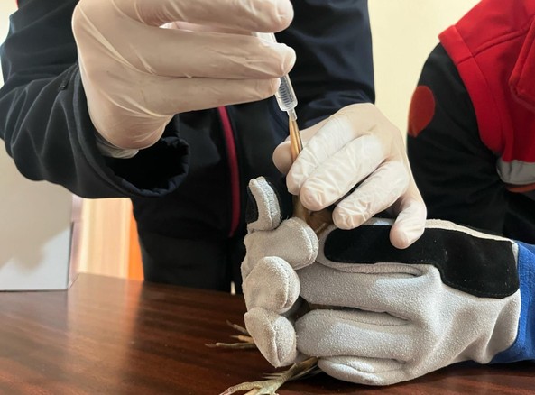Erzurum'da vatandaşlar yaralı halde buldu. Tedavi edilmek üzere acilen yetkililere teslim edildi - Resim : 1
