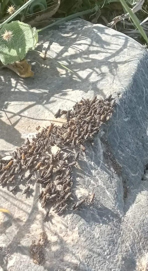 Siirt'te ilk defa tarımsal alanların üzerinde dev dron uçuruldu. Büyük oranda işe yaradı, çalışmalar devam edecek - Resim : 2