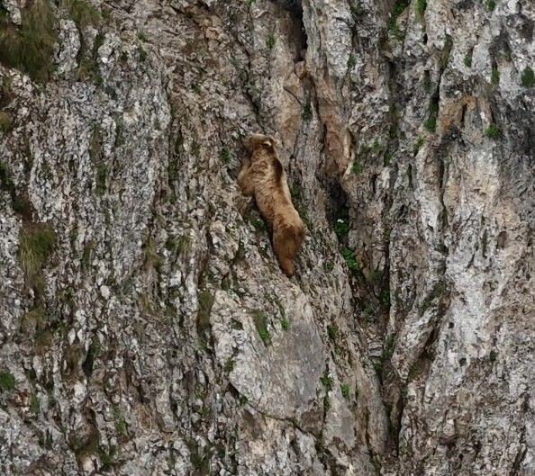 Tunceli'de dağda sadece 1 tanesi objektiflere yansıdı. 1 tane hayvanın yaptığı hareketini gören dağcılar mest oldu - Resim: 3