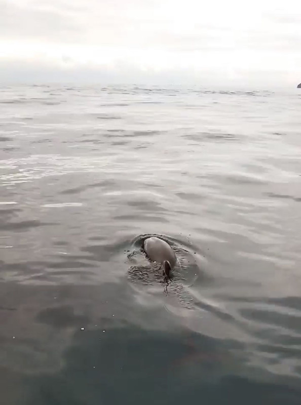 Bartın açıklarında balıkçı teknesine bir anda yanaştı, dakikalarca yanında kaldı - Resim: 2