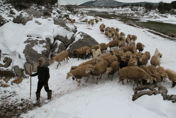 Hayvanlarını otlatmaya çıkaran çoban, koyunları otlarken korkunç bir olay yaşadı. Çobanın hayatında görmediği şey oldu - Resim: 3