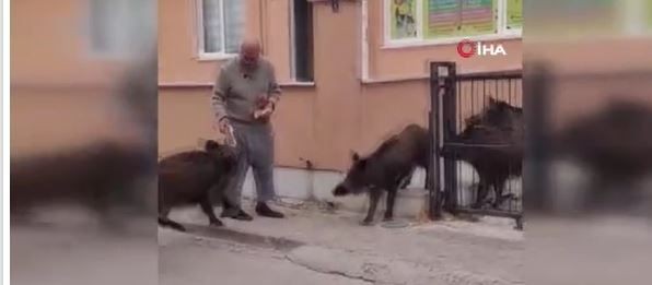 Muğla’da sürü halinde 1,2,3,4,5,6 tanesi teker teker giriş yapan korkunç hayvanı ekmek vererek uzaklaştırmak zorunda kaldı. Yakında her yerden çıkabilirler - Resim: 4