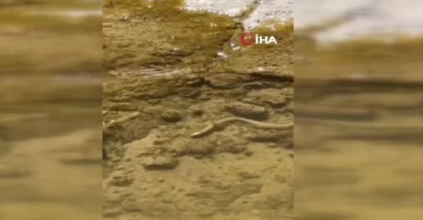 Elazığ’da doğada balık avlarken görüntülenen görüntülenen hayvan görenleri dehşete düşürdü. 1 tanesi tek başındaydı - Resim: 3