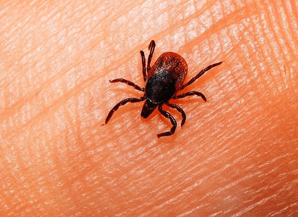 Dünya büyük büyük panikte... Bu sefer Türkiye'de ortaya çıkıp Avrupa'ya kadar uzandı... Çorum, Artvin, Çankırı, Kastamonu ve Sivas diken üstünde... Acil uyarısı herkese yapıldı - Resim: 6