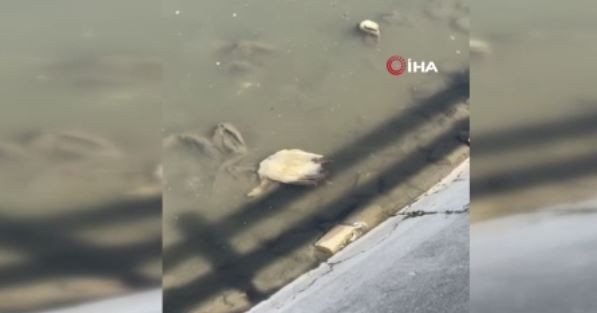 Tokat'ta 1 tane beyaz hayvanın yanına yaklaşan vatandaşlar gördükleri manzara karşısında dehşete düştü! O detayı fark ettiler - Resim: 3