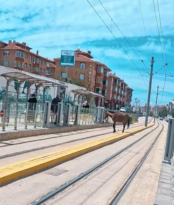 Eskişehir’de tramvay raylarında başıboş at şaşkınlık yarattı - Resim : 1