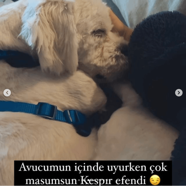 4 Ekim Hayvanları Koruma Günü'nde ünlü isimlerden paylaşımlar! - Resim: 4