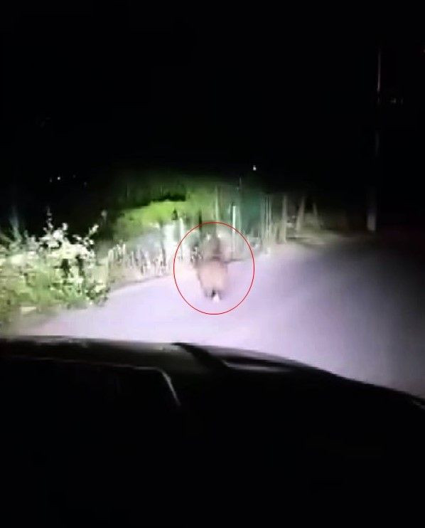 Sapanca’da yola inen minik yavru ayı panikle araçların önüne çıktı. Bir süre sonra kayboldu - Resim: 2