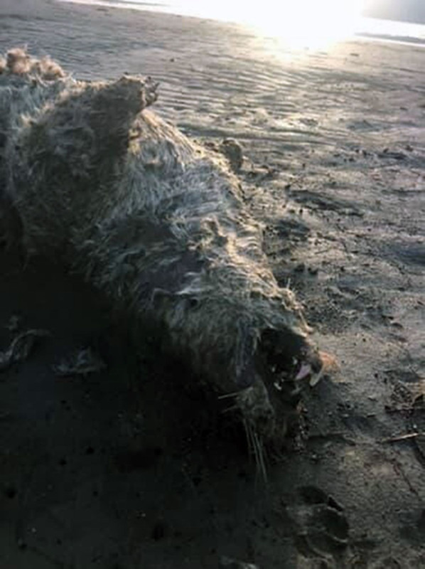 Muğla’da doğada ondan 1 tane bile gördüğümüzde seviniyordu. Kıyıda yatarken görülünce yanına gittiler, korkunç gerçek yaklaşınca ortaya çıktı - Resim: 2