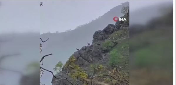 Hakkari'de 56 kilometre uzaktaki Dağlıca köyünde yağmurda kayalıkların üzerinde sürüyle ortaya çıktı! Dokunan hayvan başına 250.000'i hazırlasın - Resim: 2