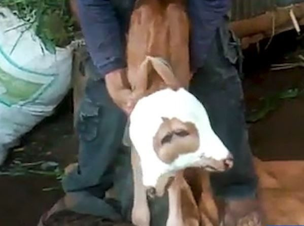 Çiftlikte ineği hamile olan adam, ahırın içerisine girdiğinde 2 tanesini ayrı yerden ona bakarken gördü. Haberi alan köylüler resmen köye doğru akına başladı - Resim: 5