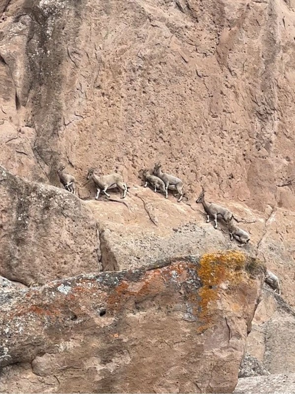 Sivas'ta nadir görülen o hayvan sürüyle şaşırtan bir yerde ortaya çıktı. Sivas'tan başka 1 tane daha yerde yok - Resim: 1