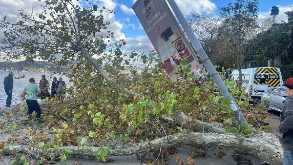 Kökünden sökülen çınar ağacı devrildi: Vatandaşlar son anda kaçtı - Resim : 1