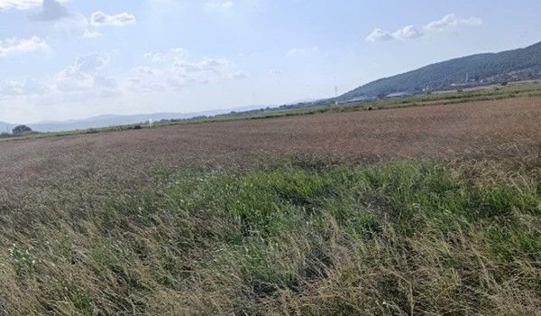 Balıkesir Gönen’de çeltik üreticileri isyanda! Suya erişemiyorlar - Resim: 2