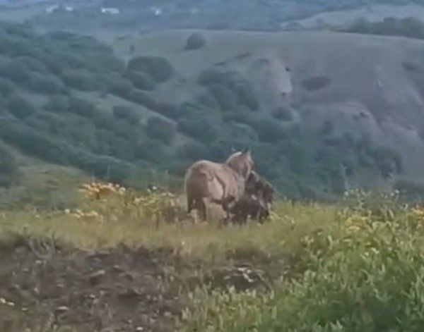 Tunceli'de doğada 1 tane keçiyi fark eden vatandaşlar, aynı yöne bir daha baktı. 1 tane keçinin olduğu yer korkunçtu - Resim: 3