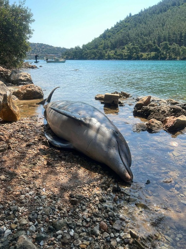 Dünyadan sonra korkunç bir haber Türkiye'den geldi... Kilolarca ağırlıktaki cesediyle birlikte kıyıya vurdu. Yaza girerken resmen felaket - Resim: 3