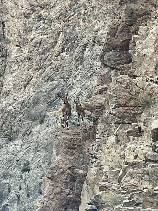 Yusufeli Barajı'nın yapımı sırasında sularla kaplanan vadiye can geldi. Nesli tükenmekte olan canlıların uğrak yeri oldu - Resim: 1