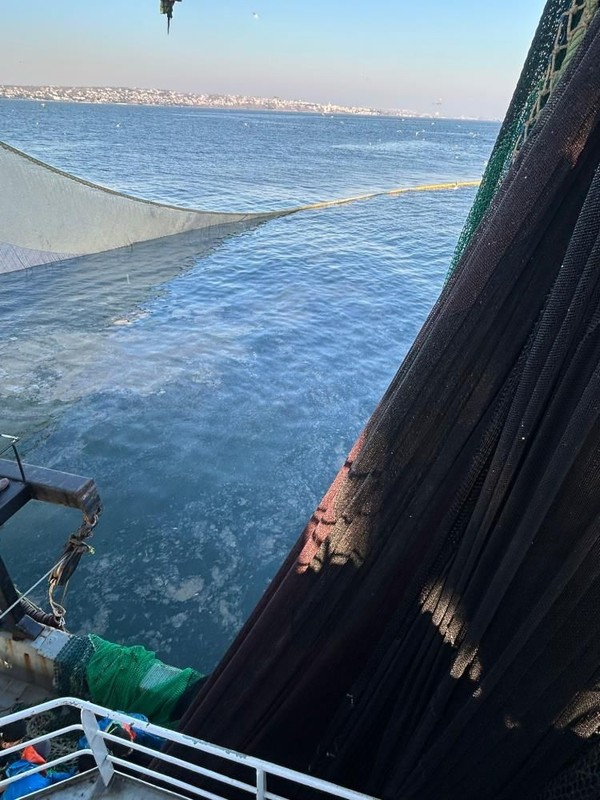 Marmara Denizi'nde endişe veren görüntüler: Bu kez balıkçıların ağlarına takıldı! - Resim: 4