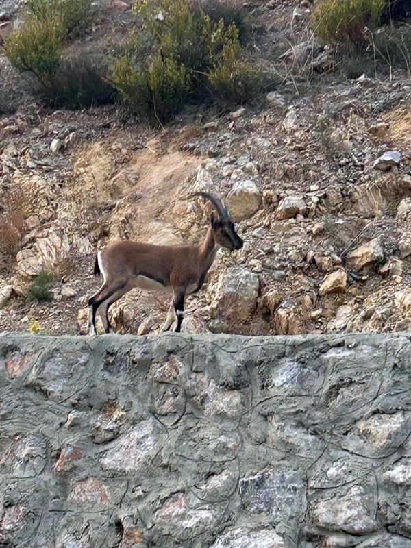 Antalya'da yaban keçisini katletti. 661 bin TL ceza yiyen adamın sözleri pes dedirtti - Resim: 1