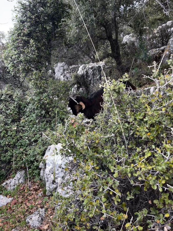 Antalya'da 300 metrede, 3 günden bu yana bekliyordu. Resmi ekipler 3 gün sonra gittikleri keçinin yanında hayrete düştü - Resim: 4