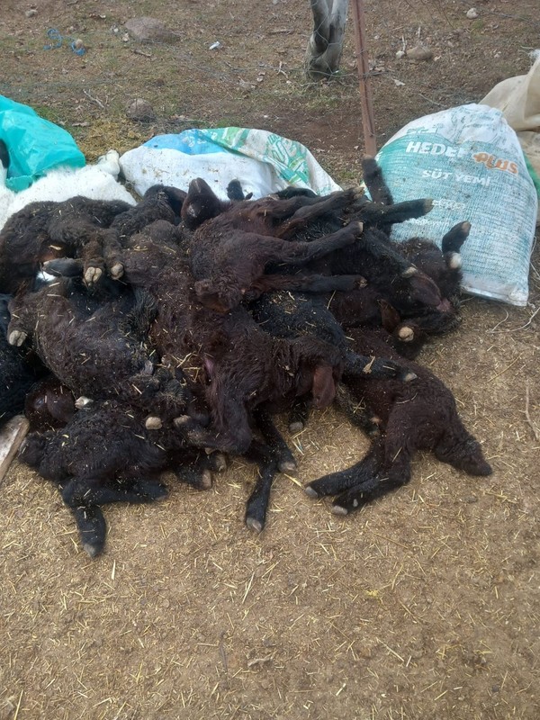 Elazığ’da 3 ilçede 10'larca koyun peş peşe üst üste yığılıp telef oldu. Ekipler acil olarak devreye girmek zorunda kaldı - Resim: 4