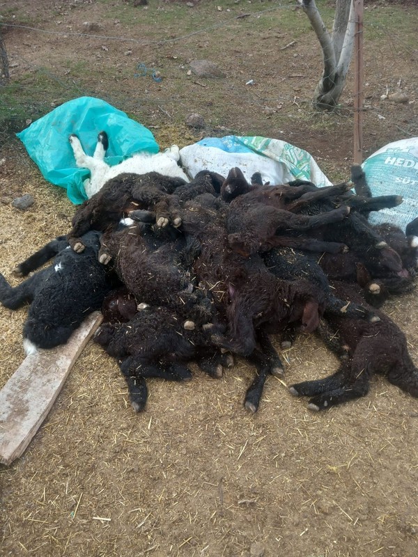 Elazığ’da 3 ilçede 10'larca koyun peş peşe üst üste yığılıp telef oldu. Ekipler acil olarak devreye girmek zorunda kaldı - Resim: 3