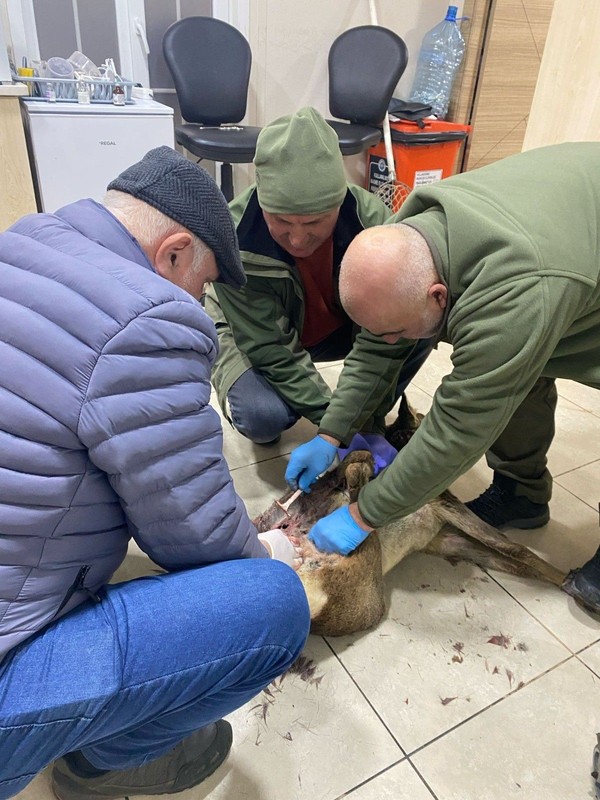 Doğanın vahşi hayvan Trabzon'da dikenli tellere takıldı... Her tarafı parça pinçik olmuştu... 12. Bölge Müdürlüğü ekipleri hemen müdahale etti - Resim: 1