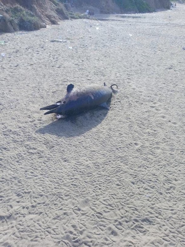 Sinop'ta neler oluyor... 6 gün içerisinde aynı hayvandan 3'ncüsü aynı yere telef olarak geldi. Halk tedirgin - Resim: 2