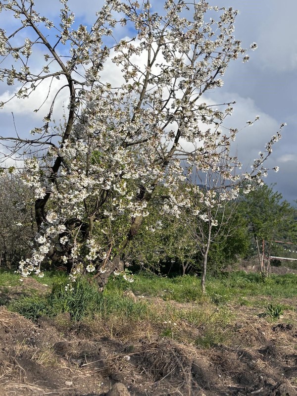 Aydın'da her yıl sabırsızlıkla bu anı bekliyorlardı. Beklenen oldu - Resim: 5