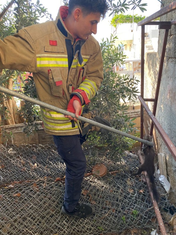 Hatay'da 1 tane yırtıcı hayvan doğada hedefine giderken tellere takıldı. Paslı teller arasında can çekişirken bölgeye acilen ekipler gitti - Resim: 1