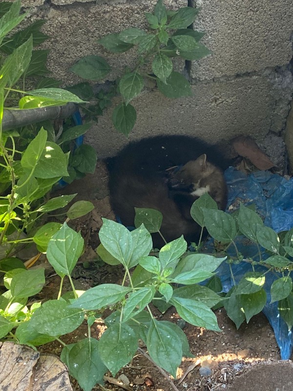 Hatay'da 1 tane yırtıcı hayvan doğada hedefine giderken tellere takıldı. Paslı teller arasında can çekişirken bölgeye acilen ekipler gitti - Resim: 2