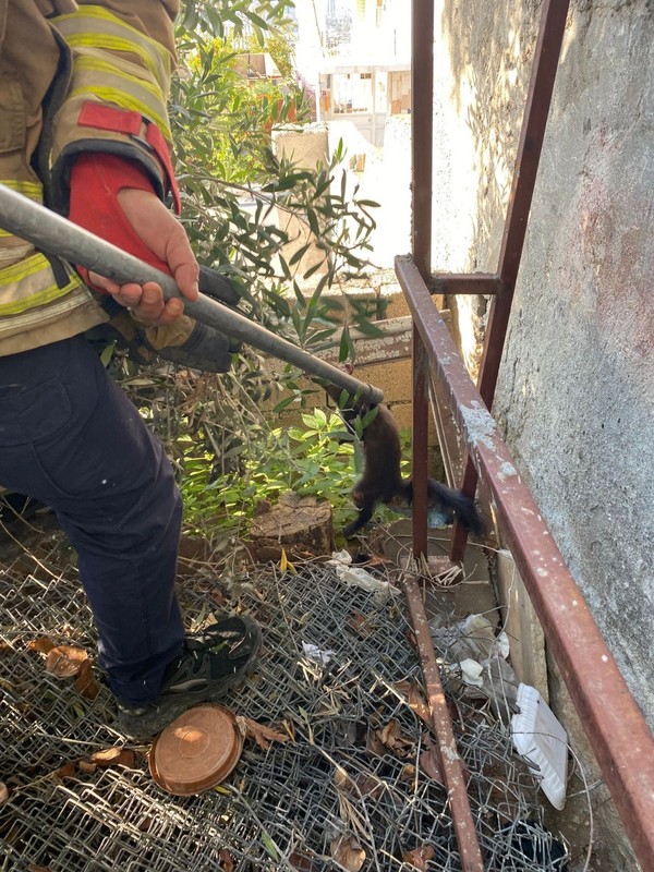 Hatay'da 1 tane yırtıcı hayvan doğada hedefine giderken tellere takıldı. Paslı teller arasında can çekişirken bölgeye acilen ekipler gitti - Resim: 3