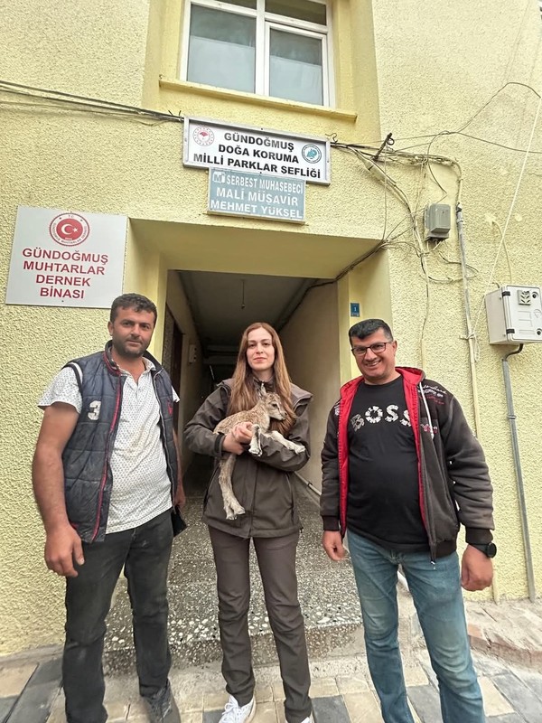 Antalya'da doğada ilerlediği sırada bir anda ağacın kenarında 1 tane keçiyi fark etti. 1 tane keçinin yanına gittiğinde kahreden detayı fark etti - Resim: 2
